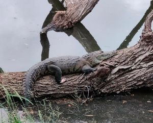 ¡ENCUENTRAN AL “MONSTRUO” DE LA LAGUNA!
