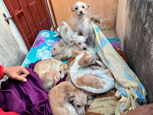 ¡RESCATAN SIETE PERRITOS DESNUTRIDOS EN EL OASIS!