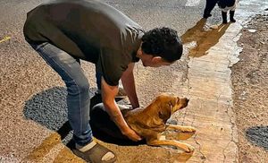 ¡CAFRE ATROPELLÓ A PERRITO!