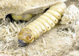 ¡DETECTAN EL PRIMER CASO DE GUSANO BARRENADOR EN EDOMEX!