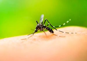 ¡HAY 19 CASOS! - DE DENGUE