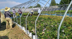 ¡VACANTE OFICIAL EN EE. UU. OFRECE EMPLEO A JORNALEROS CON SUELDO DE 35,000 PESOS!