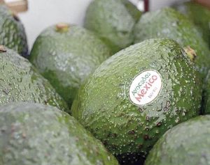 ¡EXTORSIÓN PEGA A GASTOS DE AGUACATEROS HASTA 5%!