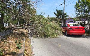 ¡VIENTOS DERRIBAN ÁRBOLES Y POSTES EN RÍO MEDIO!