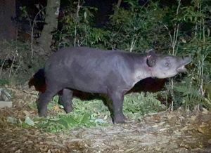 ¡SE LLEVARON A PANCHITO!