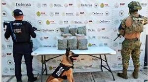 ¡ASEGURAN DIEZ KILOS DE MARIHUANA EN OPERATIVOS DE LA SSP!