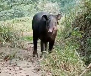 ¡CAPTURAN A TAPIR! - *Animal en peligro de extinción