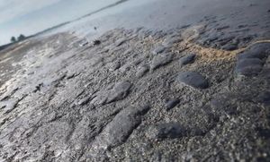 ¡PURO CHAPOPOTE! - Y POR TONELADAS