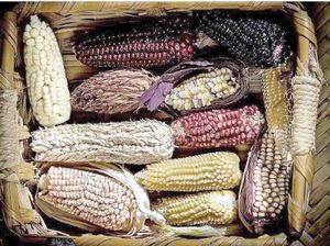 ¡PIDEN A LA IP COMPRAR DE MAÍZ MEXICANO!