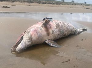 ¡DELFINES MUERTOS! - ALARMA