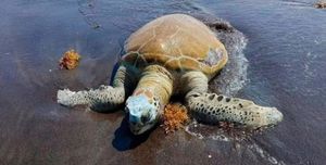 ¡TORTUGAS MUERTAS! - EN CHALCHIHUECAN