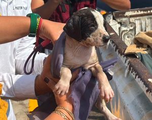 ¡RESCATAN A PERRITO!