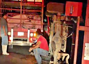 ¡SE VOLTEA TRÁILER CON 50 MARRANOS!