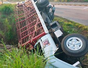 ¡VOLCÓ OTRO CAMIÓN CARGADO CON CERDOS EN EL TRÉBOL DE AMATLÁN!
