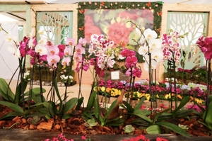 ¡INAUGURAN EL PRIMER FESTIVAL DE LAS FLORES DE PRIMAVERA Y ORNAMENTALES!