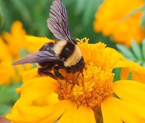 ¡MATAN A LAS ABEJAS! - CON FERTILIZANTES