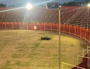 ¡MATAN TORO EN LAS PATRONALES! - EN ATZACAN