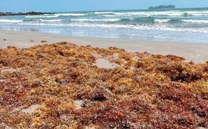 ¡LLEGAN TONELADAS DE SARGAZO! - *A playas de Veracruz y Boca del Río, el mayor en 14 años