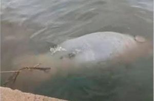 ¡APARECEN MUERTOS MANATÍ Y PELÍCANO! - *24 horas antes se reportó la llegada de más chapopote a playas de Coatza