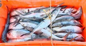 ¡BAJA LA PESCA! - DE ROBALO, SIERRA Y PETO