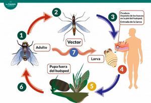 ¡SE DISPARA EL BARRENADOR! - *Veracruz pasa de 10 a 20 contagios por miasis