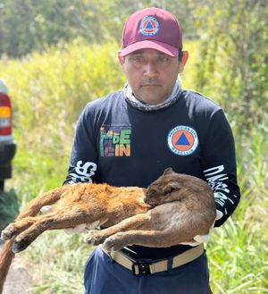 ¡ENCUENTRAN FELINO SILVESTRE SIN VIDA EN RANCHO DEL PADRE!