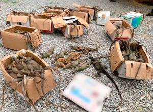 ¡RESCATAN 192 IGUANAS VERDES!