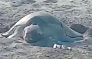 ¡RESCATAN 101 HUEVOS DE TORTUGA LORA!