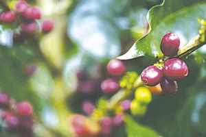 ¡ROYA AFECTA 40 MIL HECTÁREAS DE CULTIVO DE CAFÉ EN VERACRUZ!