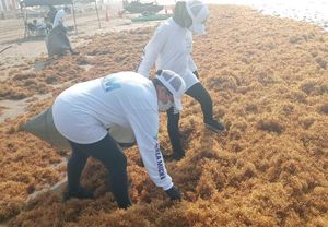 ¡SARGAZO-GATE! - ÁNDALE