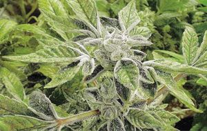 ¡RECLASIFICA EU LA MARIHUANA MEDICINAL COMO LA DROGA MENOS PELIGROSA!