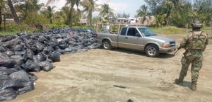 ¡ERAN BOLSAS CON SARGAZO! - PLOP