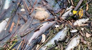 ¡ECOCIDIO EN EL CAZONES! - *Muerte masiva de peces