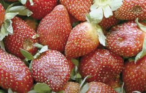 ¡ANALIZA EU IMPONER ARANCEL DE 18% A FRESAS DE MÉXICO!