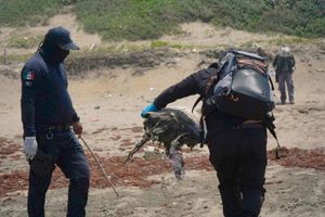 ¡CHAPOPOTE EN LA PLAYA CARRIZAL! - Y RECOGEN CASI UNA TONELADA