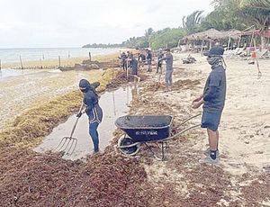¡RECOLECTA MARINA 16 MIL TONELADAS DE SARGAZO EN QR!