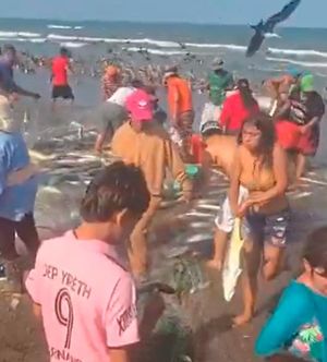¡“NI QUE FUERA MAREA ROJA”! - *Descartan pescadores de Alvarado que fuera un varamiento de peces