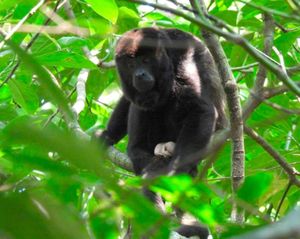 ¡30 MONOS AULLADORES A LA RESERVA DE LOS TUXTLAS!