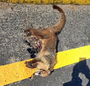 ¡ATROPELLAN UN COATI EN LA RIVIERA!