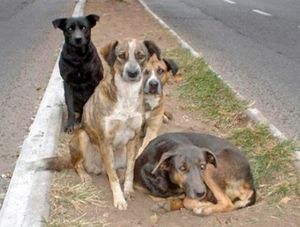¡BUSCAN AL ‘MATA PERROS’ DE HACIENDA SOTAVENTO!