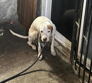 ¡PERRITO ABANDONADO EN TORRENTES!