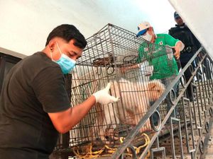 ¡RESCATAN A TRES PERRITOS EN LA COLONIA ZARAGOZA!