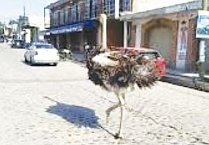¡AVESTRUZ ANDABA CORRIENDO POR CALLES DE TEPOTZOTLÁN!