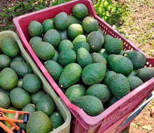 ¡AGUACATAZO! - ÚJULE...