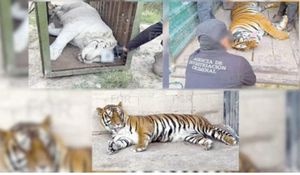 ¡ASEGURAN TIGRES DE BENGALA, UN OCELOTE Y UN LINCE!