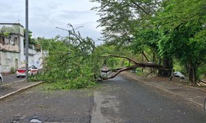 ¡ÁRBOL BLOQUEA CALLE EN LA COLONIA POCITOS Y RIVERA!