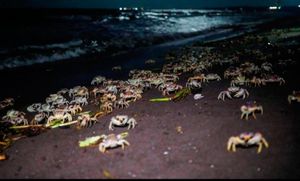 ¡LE PONDRÁN BANDEJAS AL CANGREJO AZUL!