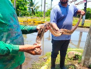 ¡SE LES APARECIÓ TREMENDA BOA EN LAS BRISAS!