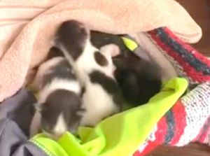 ¡PALEAN A LOS GATITOS!