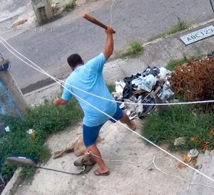 ¡ASESINÓ A PERRO PITBULL A BATAZOS!